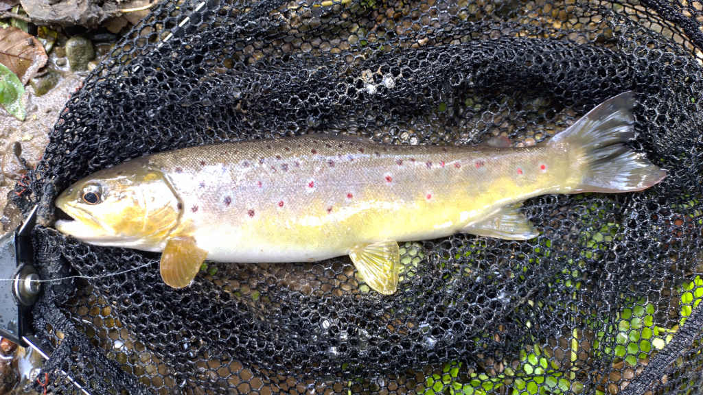 Photo of the last trout of 2025